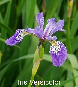 Iris Versicolor LogReg