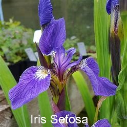 Iris Setosa LogReg