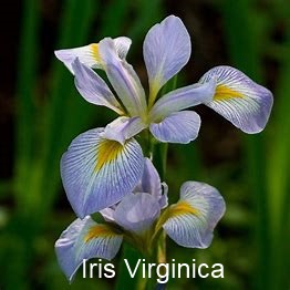 Iris Virginica LogReg